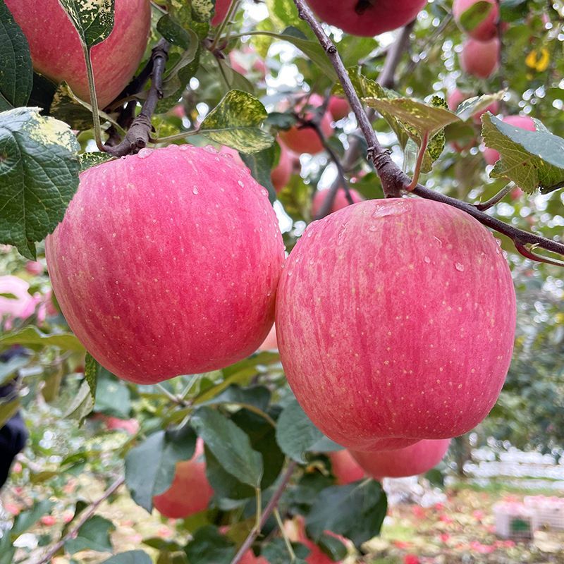 [通货实惠装]正宗陕西洛川苹果红富士3斤小果70mm尝鲜款高清大图