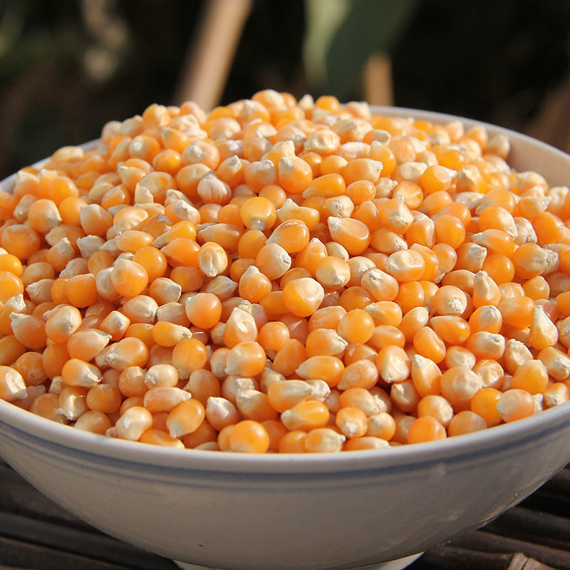 爆米花专用玉米粒[蝶形] 500g*