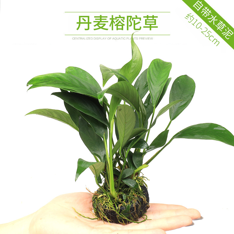 大九叶皇冠草真水草鱼缸装饰懒人水草淡水有茎类中后景性草
