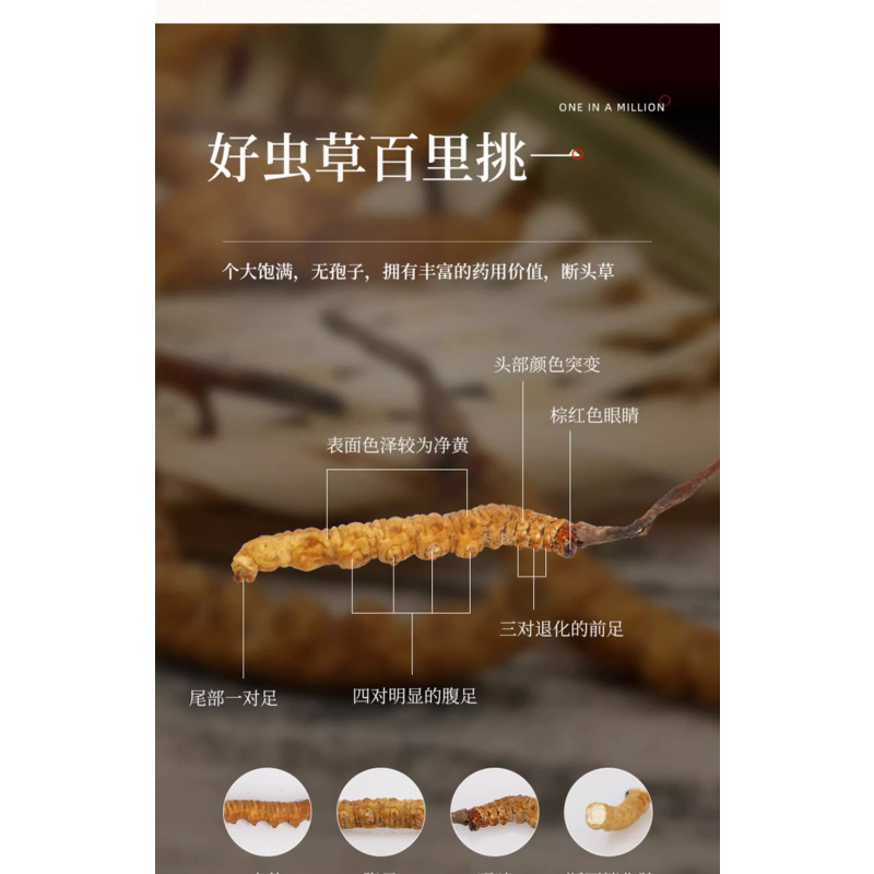 索朗顿珠冬虫夏草5根/克50根10g礼盒装头期干货虫夏草旗舰店无断草
