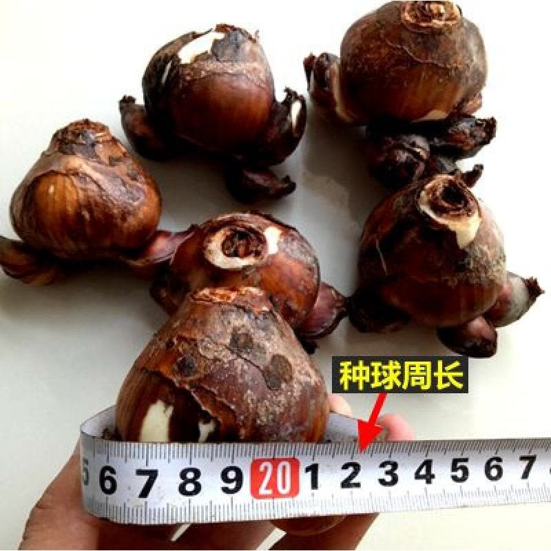 水仙花种球水培室内盆栽水仙种球四季花种子水养植物花卉洋 水仙种球一个图片