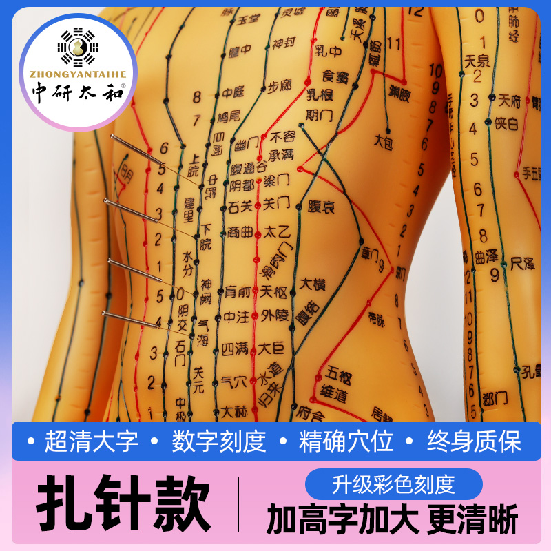 中医针灸穴位图人体模型教学男女全身十二经络小皮人针灸数字定位 铜色女软模超清(带数字定位)48cm可扎针