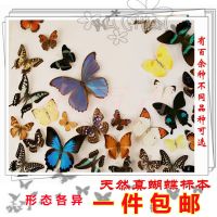 天然真蝴蝶标本 立体蝴蝶工艺品制作儿童幼儿园科普教具 拍照道具 随机发一只【pp袋包装】_