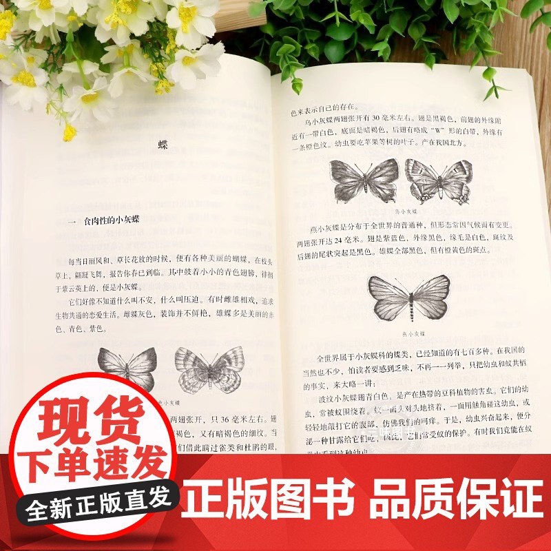 昆虫漫话正版陶秉珍漫画中小学生必课外阅读书籍三四五六年级阅读正版下册儿童6-8-10-12岁自然科学科普百科读物昆虫记高清大图