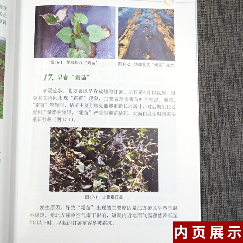 [醉染正版]图说甘薯生长异常及诊治 张立明 红薯山芋地瓜高效栽培种植技术书籍 疾病防治病虫害防治大全 中国农业出版社 9高清大图