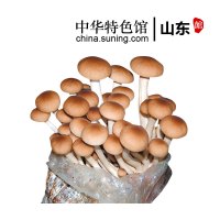 【中华特色】山东馆 阚泽海 茶树菇菌包食用菌棒菌包 菌种种子 蘑菇多肉 家庭阳台蘑菇养殖菌包 华东