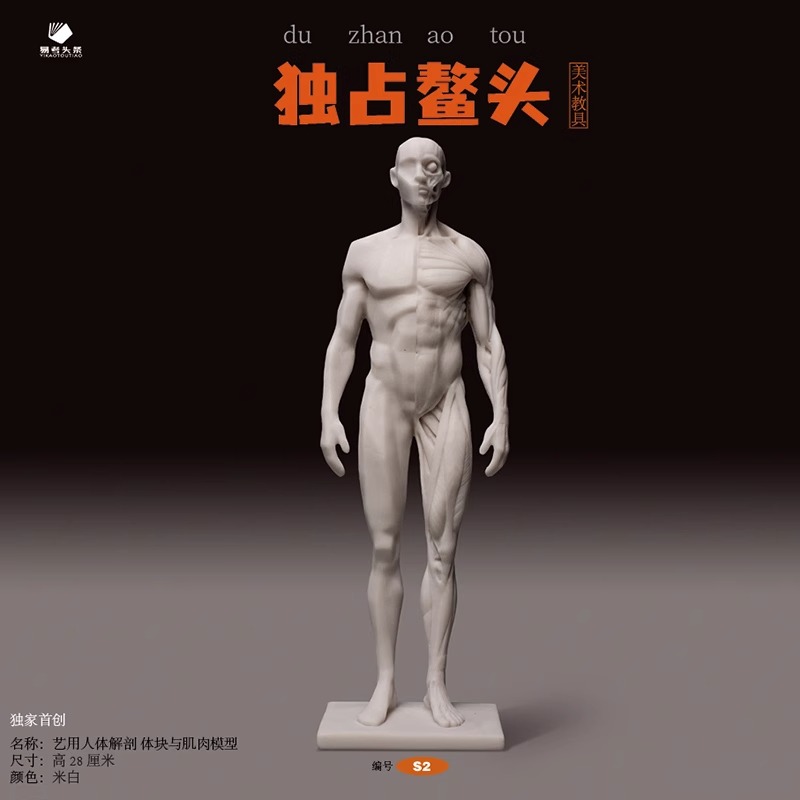 艺用人体解剖体块与肌肉模型(S2)+ 艺用人体解剖 全体块模型(S3) [正版]美术教具新品发布艺用人体解剖教具速写 比高清大图