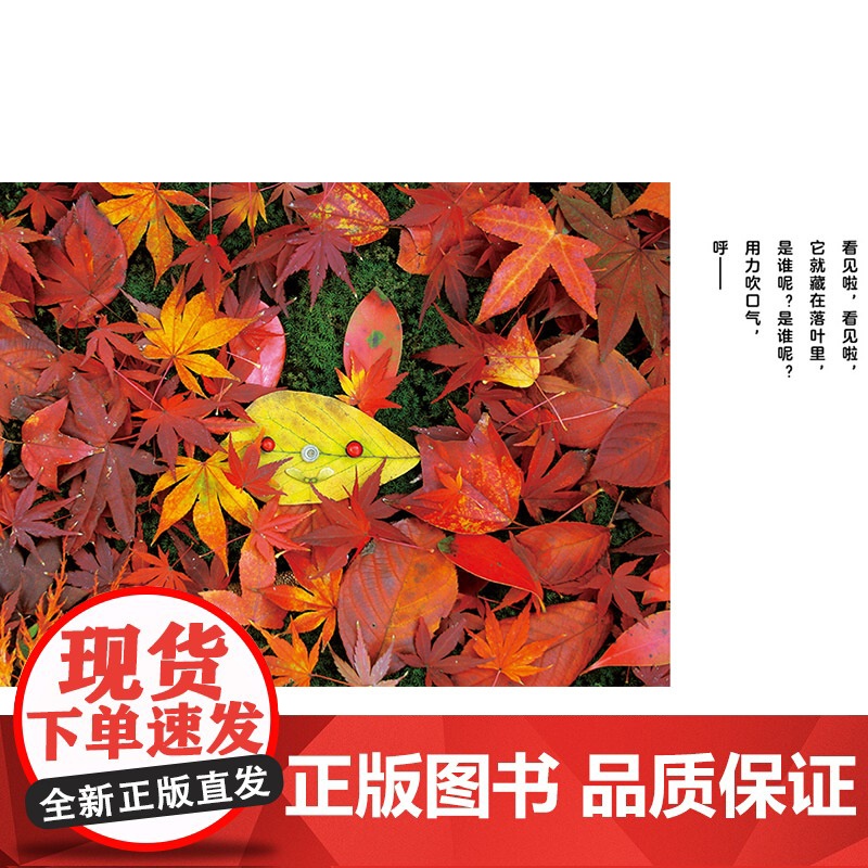 秋天主题系列落叶捉迷藏精装绘本2岁以上落叶搭建的各种造型的小动物锻炼小朋友们的想象力动手能力和立体思维蒲蒲兰正版童书高清大图