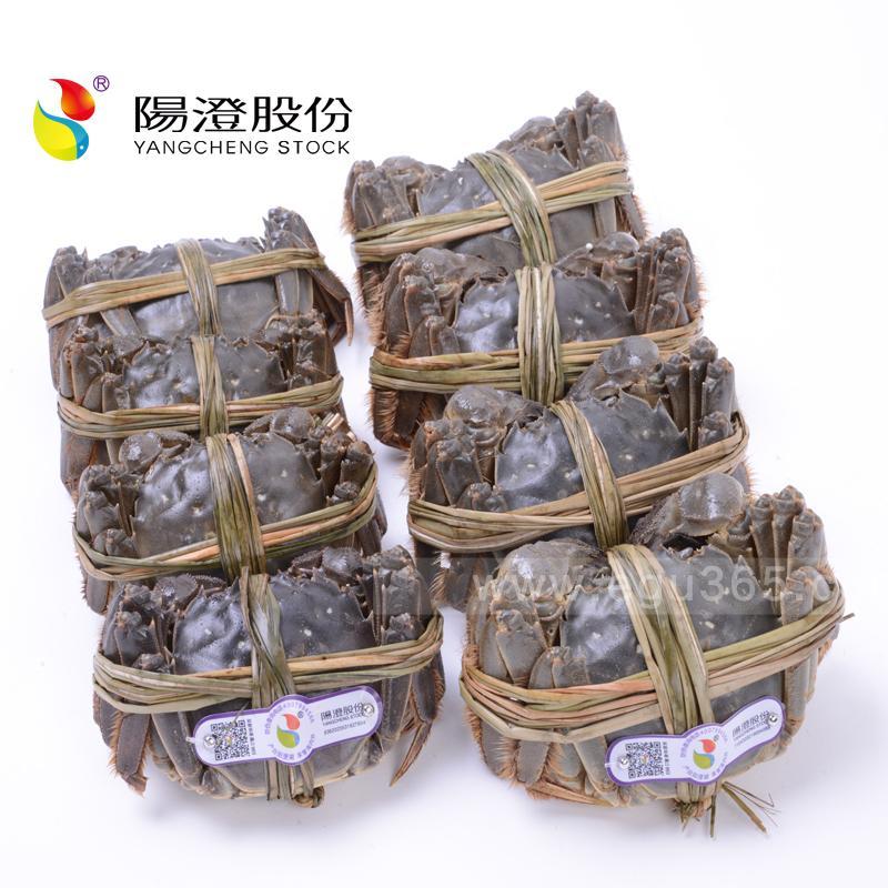 YGW 阳澄股份钳鲜生阳澄湖大闸蟹2988(至尊礼盒)