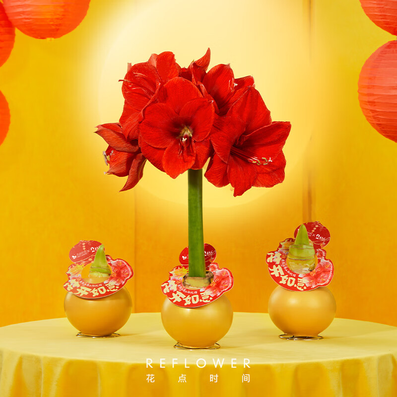 花点时间蝴蝶兰盆栽花卉新年装饰 [朱顶红蜡球]礼盒款-红狮