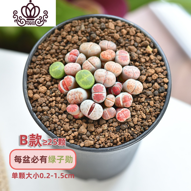 封后20颗南非混播生石花小PP屁股开花内含绿子勋番杏科多肉植物 B款(25-30颗混播品种) 带盆栽好