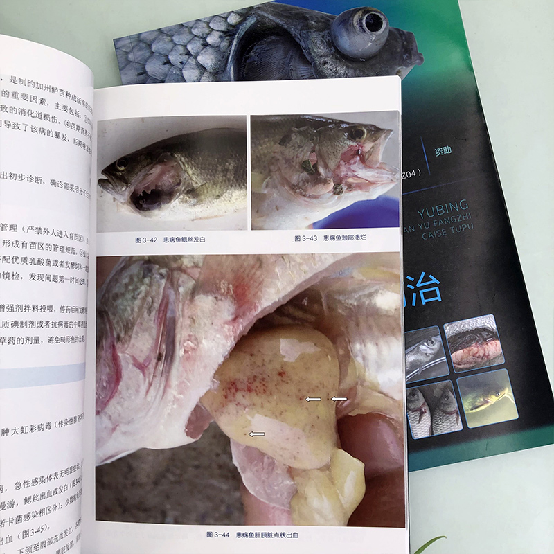 [正版]鱼病快速诊断与防治彩色图谱 袁圣 常见鱼病防控基本操作方法和注意事项 鱼病标准化防控 水产养殖技术人员水产养殖高清大图