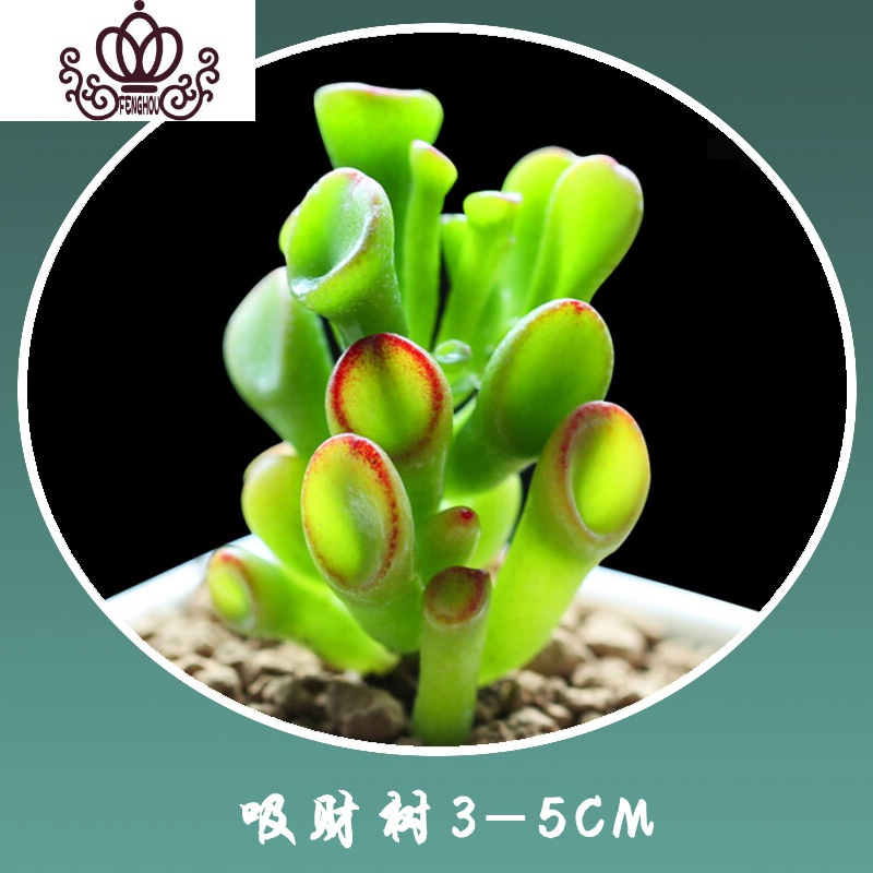 封后蜡牡丹肉肉植物清棚多肉花小老桩超大株巨大特大一物一拍盆栽老庄蜡牡丹单头裸根不带土图片 高清实拍大图 苏宁易购