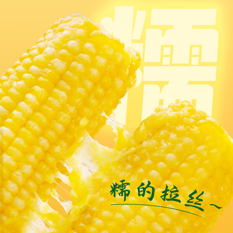 十月稻田黄糯玉米1.76kg软糯高清大图