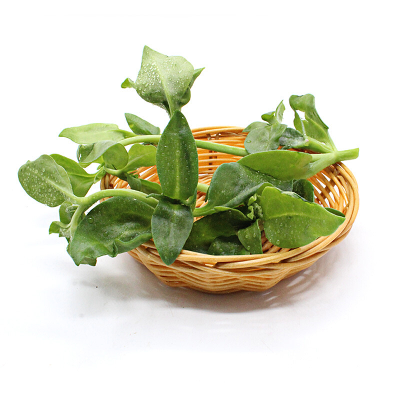 田七叶500g新鲜蔬菜田七叶苗子日天叶子可开发票