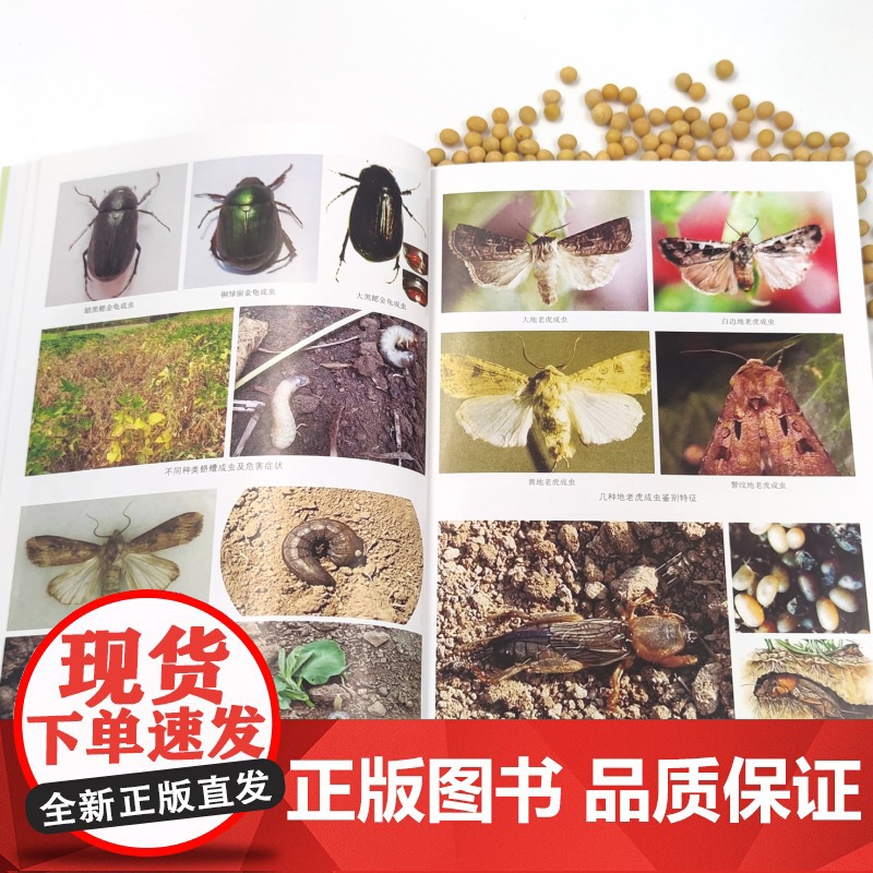 大豆主要病虫害综合防控技术 9787109292567 产业技术体系 病虫草害 种植技术 农业科技 豆油 复合种植 油料高清大图