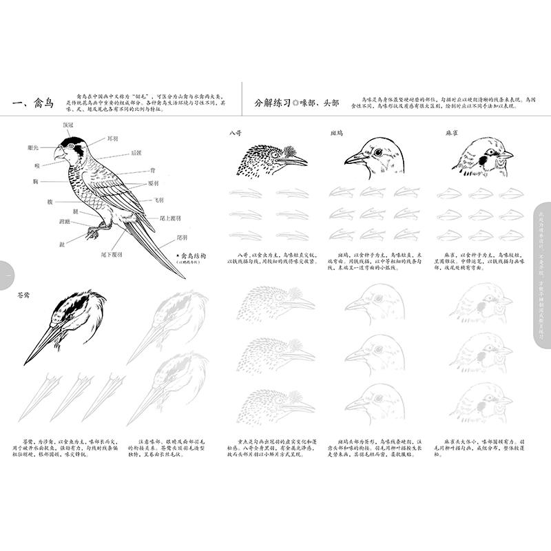 醉染图书中国画白描入门描摹本·花卉草木+禽鸟鱼虫9787571215439高清大图