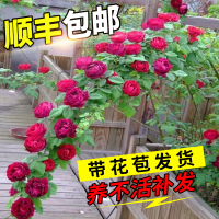 蔷薇花苗藤本月季特大浓香庭院爬藤植物花卉盆栽阳台玫瑰爬墙四季
