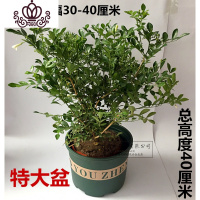 封后九里香花苗阳台盆栽浓香型花卉室内四季开花植物客厅净化空气盆景 特大盆九里香(造型好成活率高 含盆