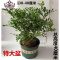 封后九里香花苗阳台盆栽浓香型花卉室内四季开花植物客厅净化空气盆景 特大盆九里香(造型好成活率高 含盆