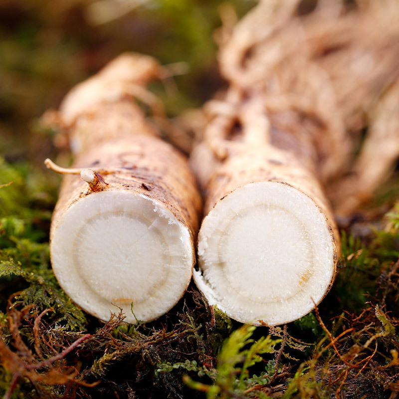 青源堂新鲜人参34支250克东北长白山现挖鲜参人参泡酒煲汤