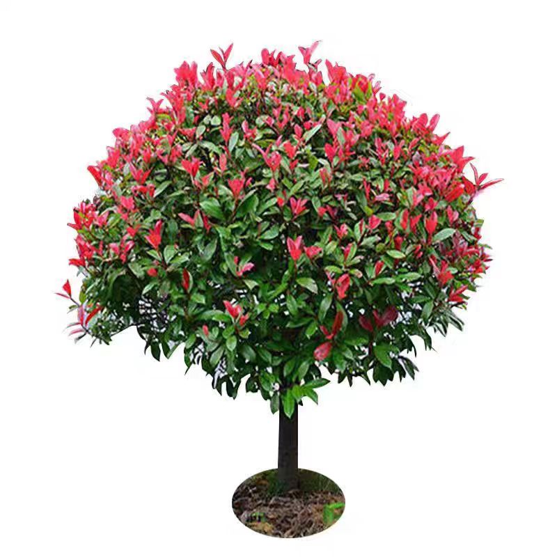 诚智旺 红叶石楠球 冠幅80cm /棵高清大图