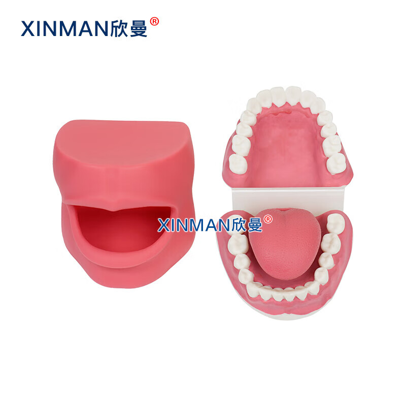 欣曼科教 口腔牙齿护理保健模型带脸颊 口腔清洁操作模型XM-KQC高清大图