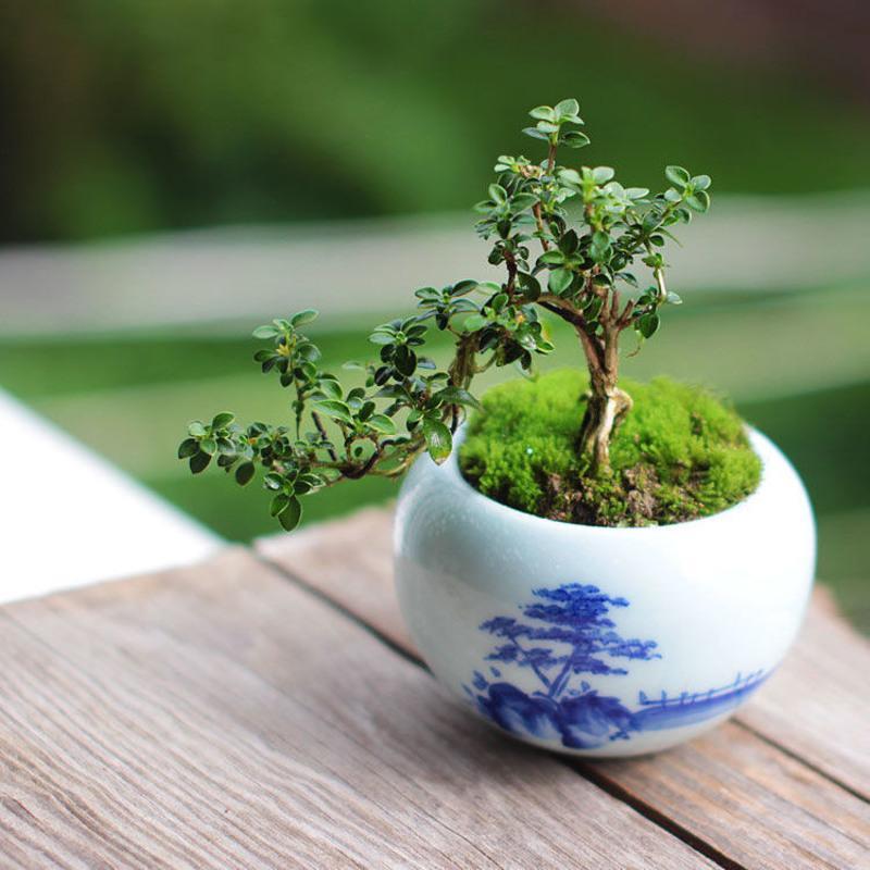 金边悬崖六月雪提跟造型盆栽四季常青好养易活室内办公绿植小盆景悬崖