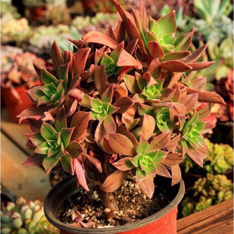 多肉法师植物众赞曲法师手捧花老桩红叶法师古达创意组合盆栽花卉报价 参数 图片 视频 怎么样 问答 苏宁易购