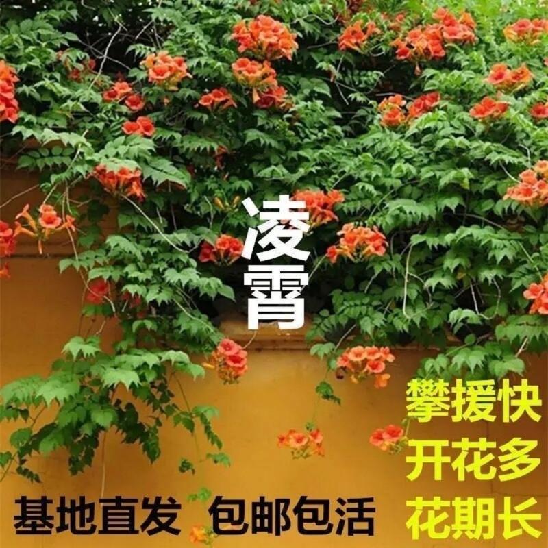 凌霄花卉爬藤庭院阳台粉色凌霄盆栽绿植带花苞发货盆栽花 粉色凌霄180#盆 多颗