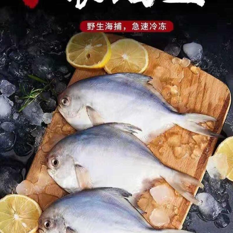 银鲳鱼5斤鲜活冷冻白鲳鱼海鲜水产鲳鱼平鱼新鲜海鱼水产 5斤银鲳(每斤3-4条)200件高清大图