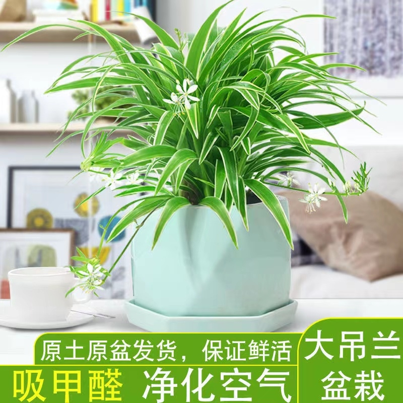 [补贴10%]金边吊兰盆栽花卉植物室内花净化空气绿植水培垂吊客厅甲醛阳台高清大图