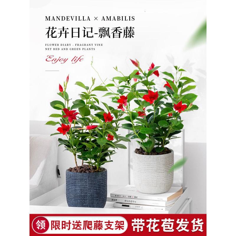 奥纳斯鲜花绿植万里飘香藤带花苞四季开花盆栽双喜藤爬墙花卉植物室内客厅好养活 价格图片品牌报价 苏宁易购艾维嘉居家日用专营店