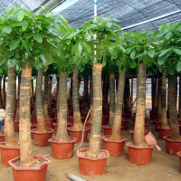 诗樱发财树盆栽植物室内绿植大型植物客厅招财大颗叶粗杆四季常青