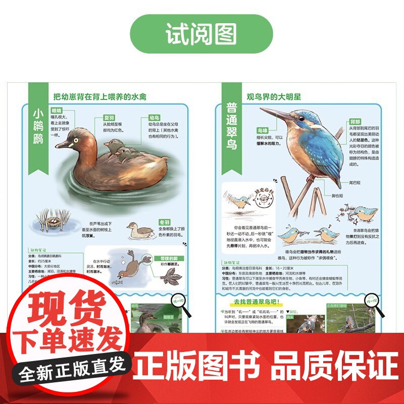 探索身边的大自然 郊外常见动物图鉴 5-10岁 一日一种 著 科普高清大图