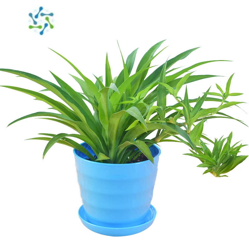 三维工匠青叶植物盆栽花卉盆景室内绿植兰花苗万年青绿色水培植物