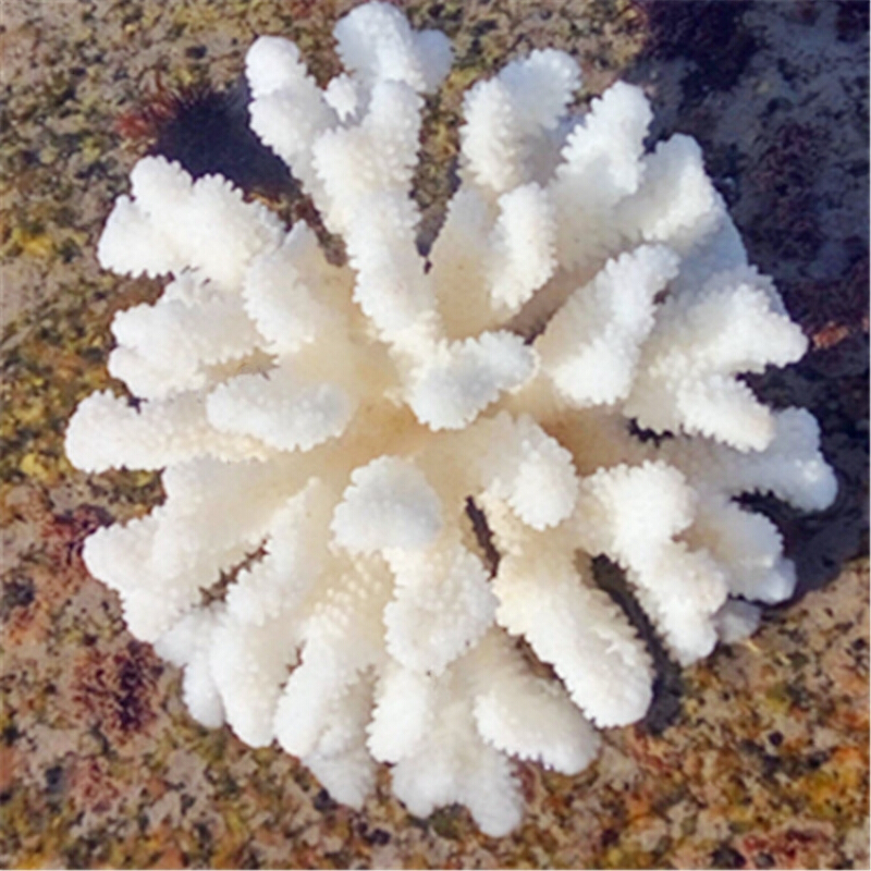 天然海螺贝壳精品白珊瑚摆件鱼缸水族造景珊瑚家居招财树