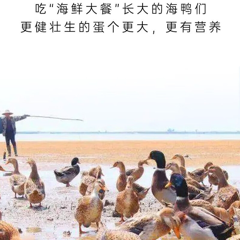 溯珍源双色海鸭蛋20枚装高清大图