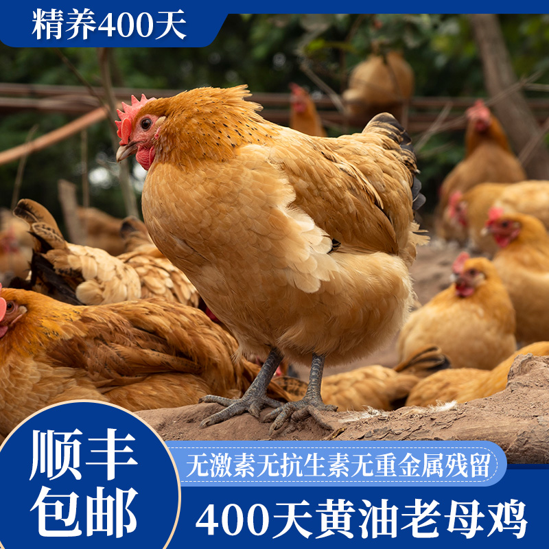蛋鲜森400天黄油老母鸡1100g±100g/只 顺丰源头直发 黄油老母鸡 1只装