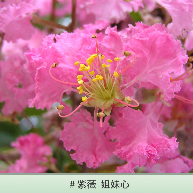 紫薇 艳贵妃 2加仑 带盆栽好 种花王大爷 紫薇盆栽经典花卉绿植阳台庭院花园观花灌木植物