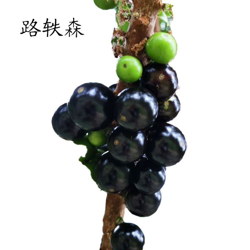 路轶森 嘉宝果高 1-1.5m 棵高清大图