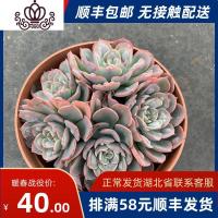 封后云裳园艺超美雨滴老桩多肉植物群生超大老桩肉肉绿植花卉盆稀有