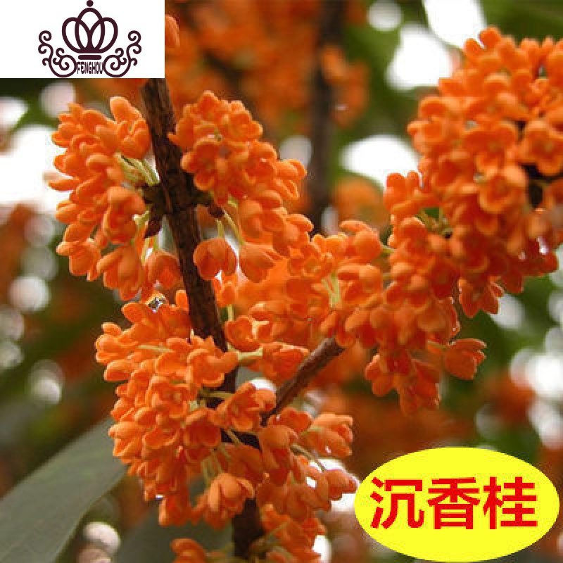 桂花树苗盆栽庭院金桂浓香型天香台阁盆景植物室内外地栽花卉 4沉香桂