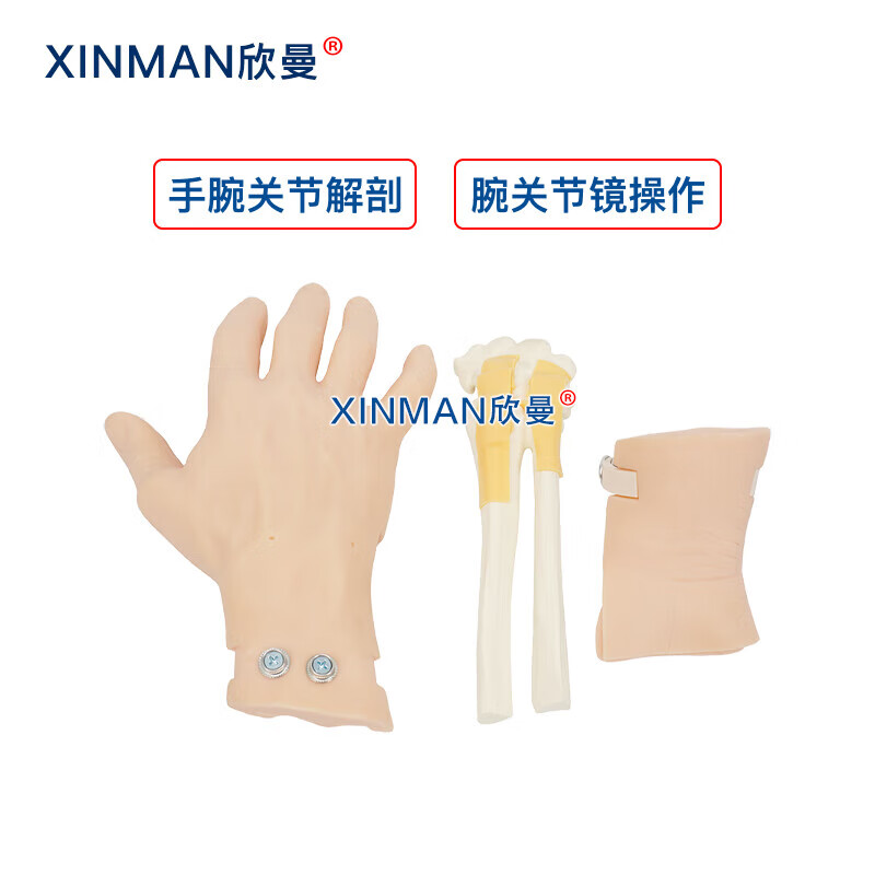 欣曼科教 腕关节镜检查操作训练模型 腕关节解剖模型XM-WL108高清大图