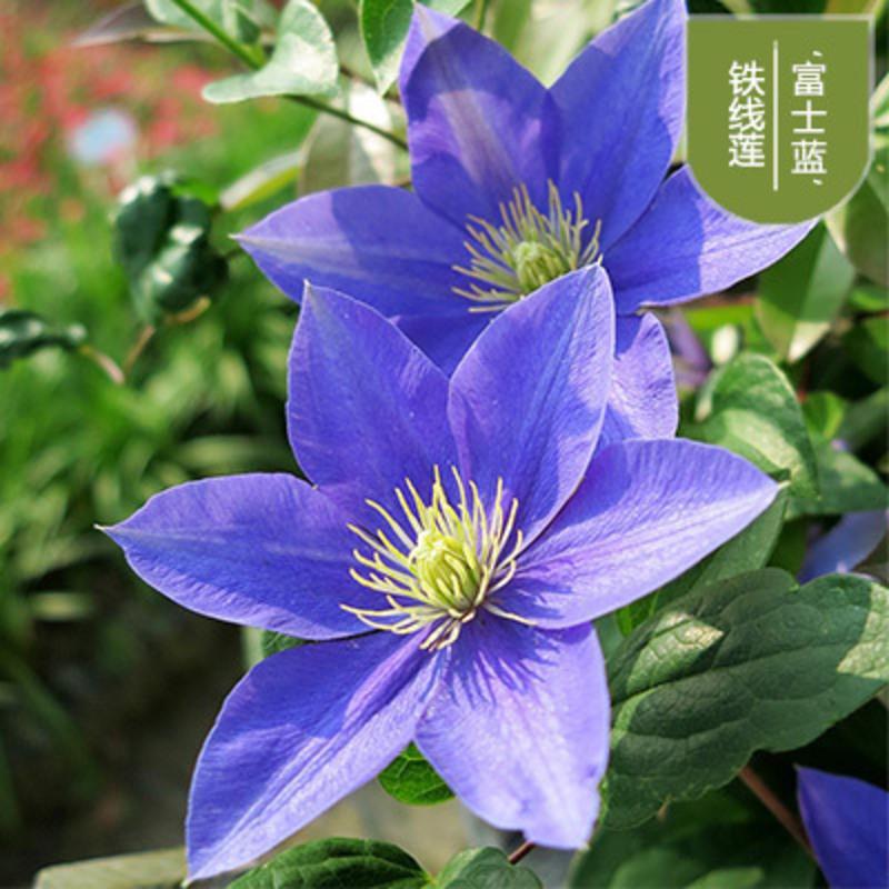 铁线莲苗爬藤植物四季花卉盆栽观花植物室内庭院阳台净化空气 a3/富士