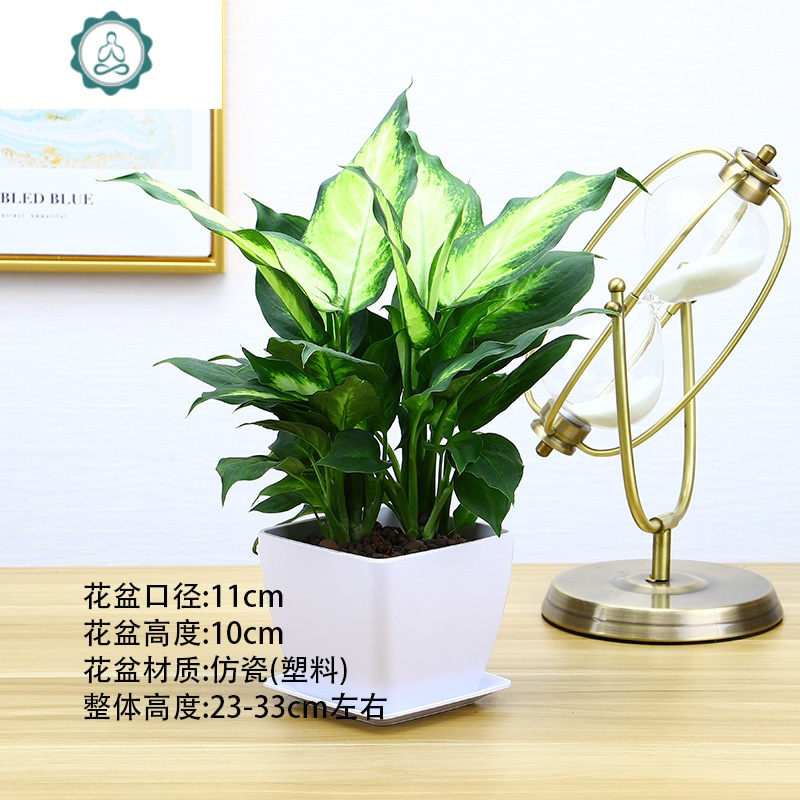 艺呈 Yicheng 园艺用品花叶万年青银皇后盆栽花卉室内净化空气吸甲醛桌面植物艺呈粉黛万年青 白色仿瓷盆 带盆栽好 价格图片品牌报价 苏宁易购福文姚家居专营店