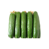津沽园艺 花卉植物种子 蔬菜种子 黄瓜种子 淹渍小黄瓜秋黄瓜 阳台种植 多品种可选