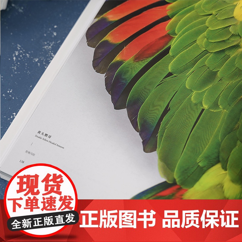 生命绽放:克里斯的自然艺术 中国国家地理昆虫标本艺术画册高清大图