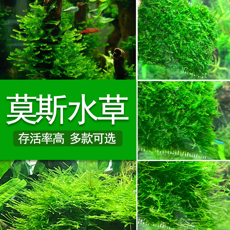 鱼缸水 莫丝水小三角莫斯珍珠莫丝 火焰莫丝 大三角莫丝高清大图