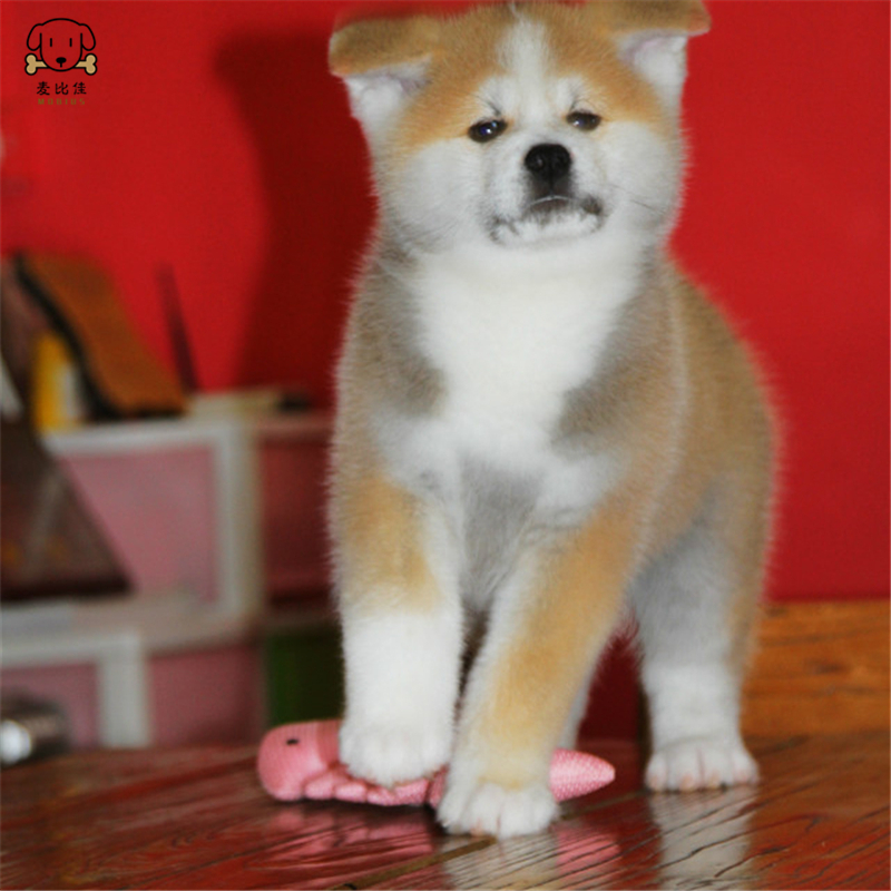 麦比佳 秋田犬 纯种秋田犬幼犬中大型秋田犬狗狗活体血统级精品日系秋田日本赛级秋田家庭犬视频挑选包健康秋田柴犬高清大图